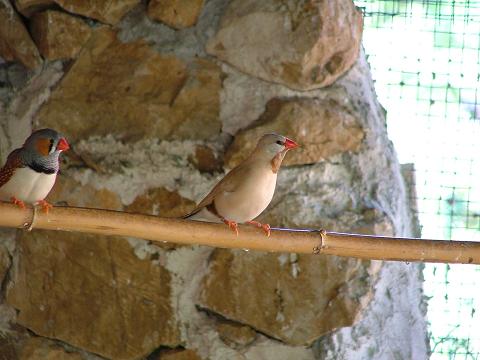 diamant a longue queue mutation isabelle.JPG