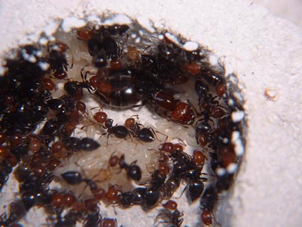 crematogaster%20scutellaris%20(100).jpg