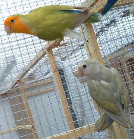 Copie de IMAG0020.JPG