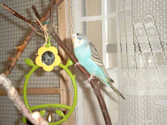 Petit bleu masque jaune1.JPG