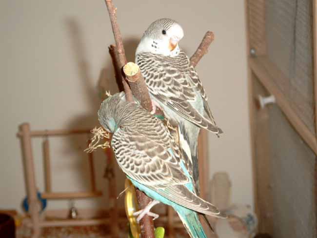 le bleu et le gris vue de dos1.JPG