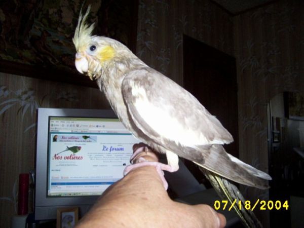 Calo Couple JJ BÃ©bÃ© 013.jpg