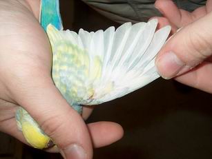 Resize of 22-02-040010.jpg