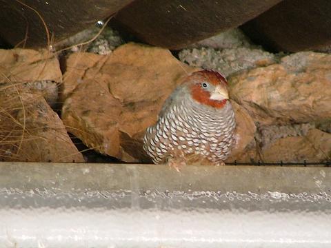 amandine a tet rouge male..JPG