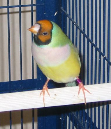 1ere femelle gould.jpg