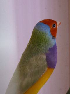 pastel vert tete orange .JPG