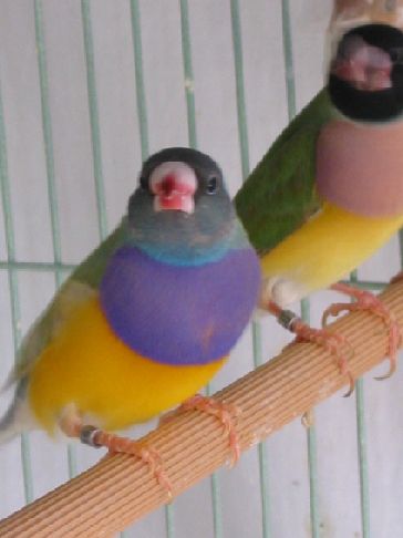 male pastel tete noire.JPG