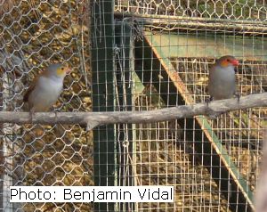 joues oranges et mut.jpg