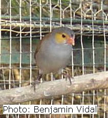 astrild joues oranges mutation2.jpg