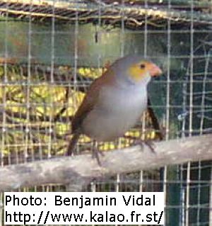 astrild joues oranges mutation.jpg