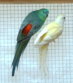 Copie de IMAG0013.JPG