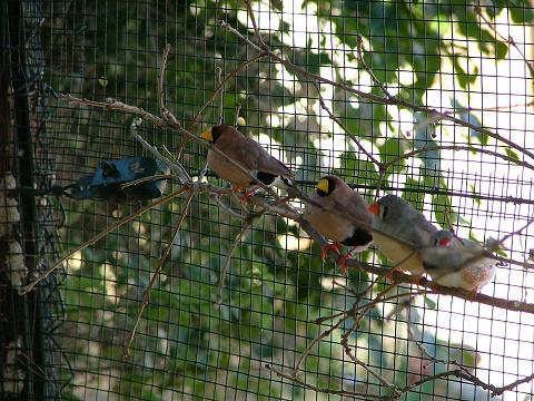 diamant masquÃ© avec mandarin.JPG