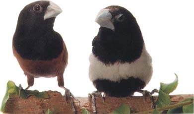 capucin tet noire et capucin tricolore.jpg