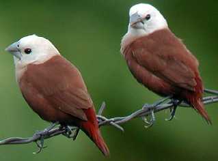 capucin tet blanche.jpg