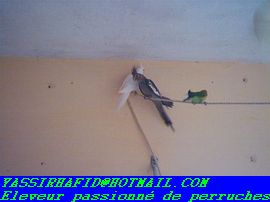 albinos+grise+ bÃ©bÃ© fischer.jpg