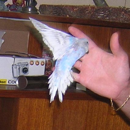 bÃ©bÃ© perlÃ© EAM3.JPG