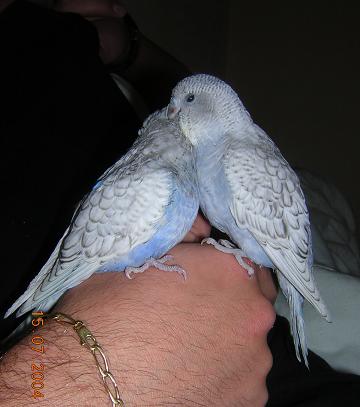 bÃ©bÃ© perlÃ© EAM2.JPG