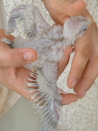 bb femelle pastel 1aile deployer.JPG