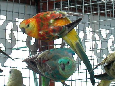 mâle opaline et ordinaire.jpg