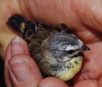 BebÃ© serin du Mozambique 1.jpg