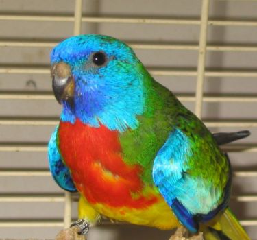 splendide male2002.jpg