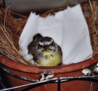 BebÃ© serin du Mozambique 2.jpg