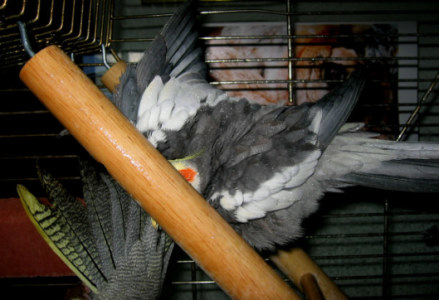 bain calo quatre.jpg