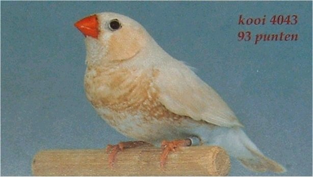 OranjeborstZwartborstMaskerBruin 01.JPG