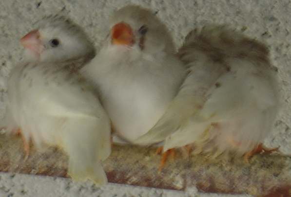 bb mandarins 10 08.jpg