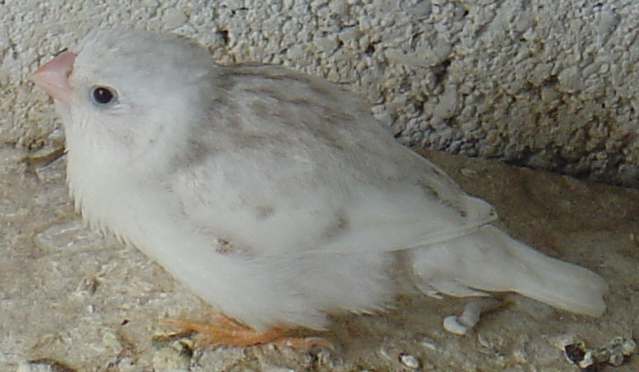 bb mand blanc 10 08.jpg