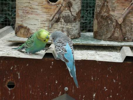 Resize of 2004-08-10_0049.JPG