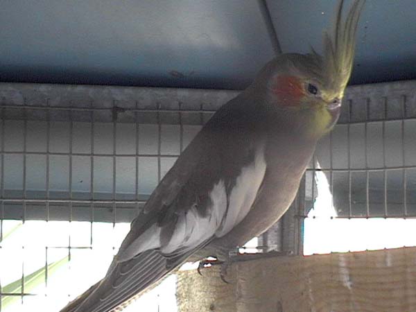 Calo gris split BF2.jpg