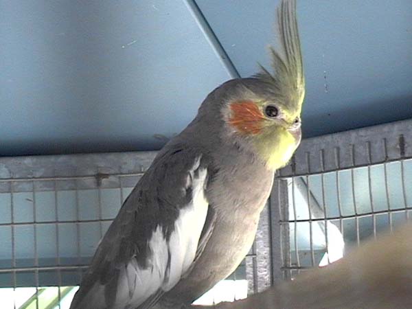 Calo gris split BF.jpg