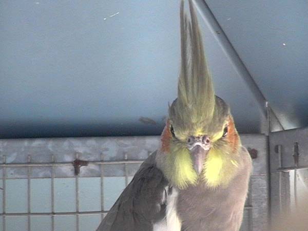 Calo gris split BF3.jpg