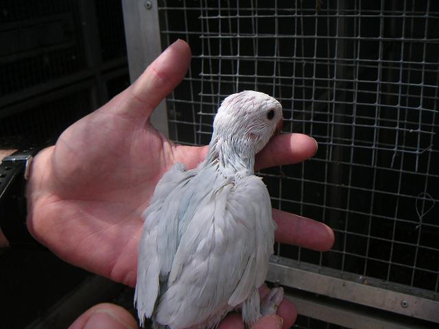 cinamon bleu tete blanche (04).JPG