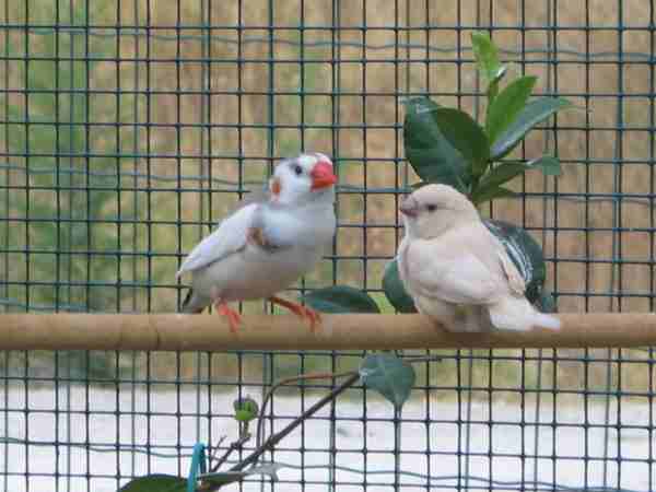 papa mandarin et bb.jpg