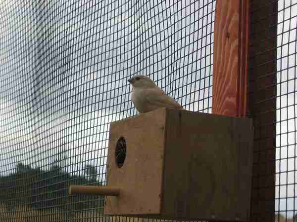 bb mandarin creme.jpg