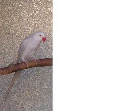 collier cinamon tete blanche 01.JPG