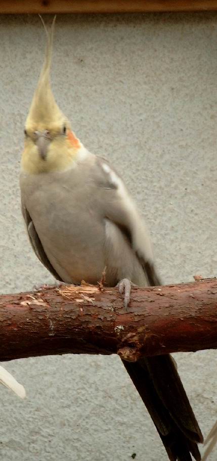 mÃ¢le cinnamon.jpg