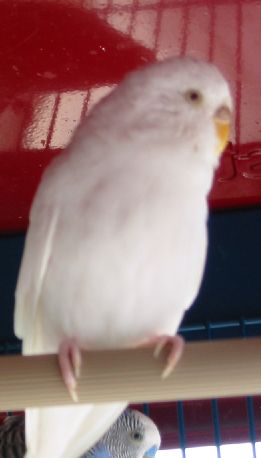 perruche blanche.jpg