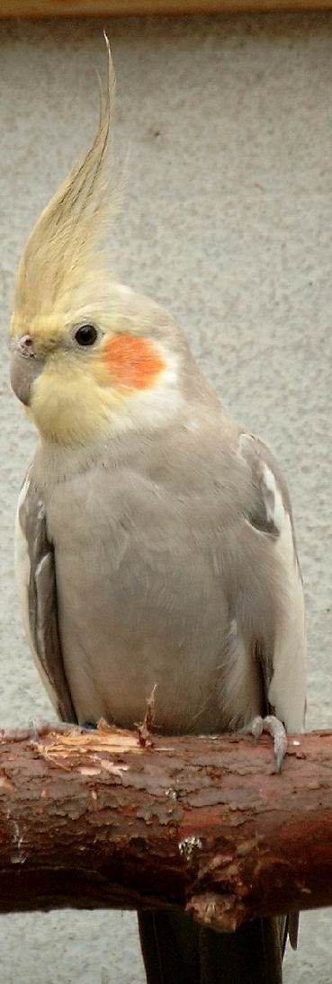 mÃ¢le cinnamon2.jpg