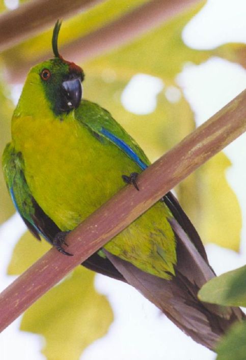 perruche d'ouvÃ©a.jpg