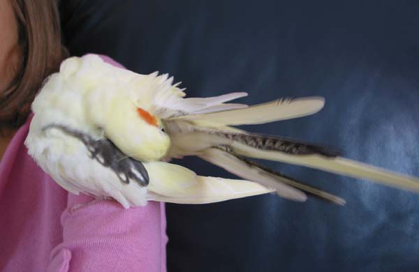 toilette2 - copie.JPG