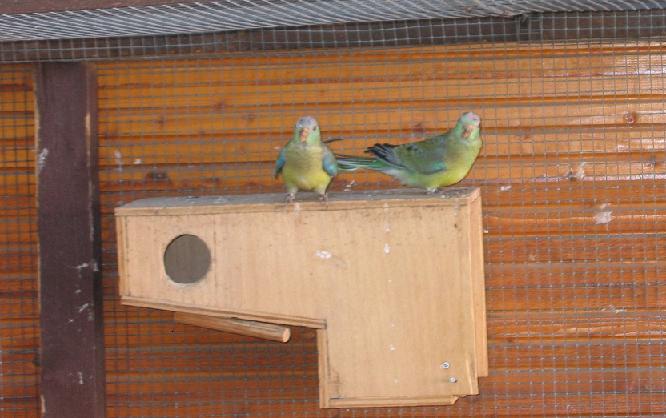 Jeunes croupions rouge vert 20.08.04 002.jpg