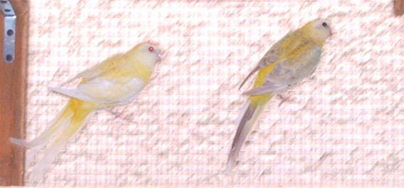 2 femelles croupion 2.jpg