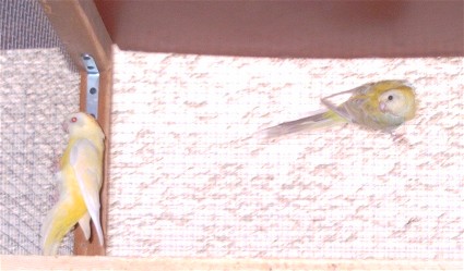 2 femelles croupion.jpg