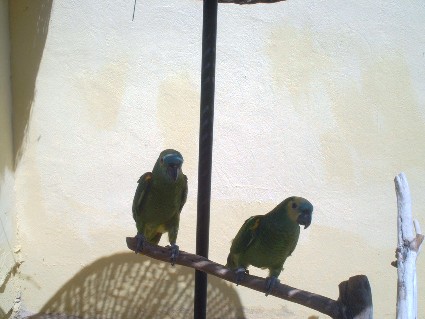 Arche de NoÃ©3.jpg