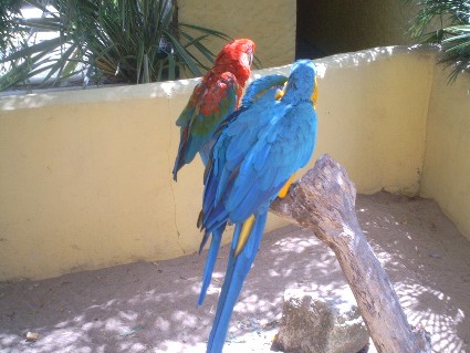 Arche de NoÃ©5.jpg