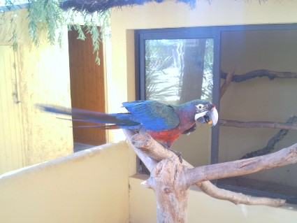 Arche de NoÃ©4.jpg