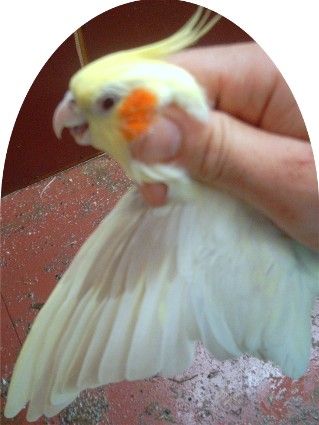 detail de l'aile.jpg